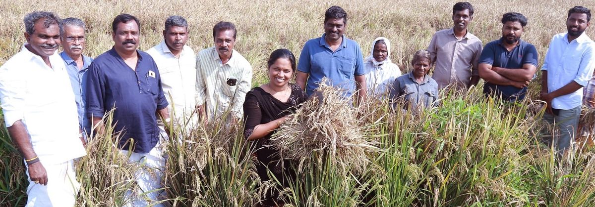 35 വര്‍ഷം തരിശായി കിടന്ന പാടശേഖരത്ത് കര്‍ഷക കൂട്ടായ്മ നടത്തിയ കൃഷിയ്ക്ക് നൂറ് മേനി വിളവ്