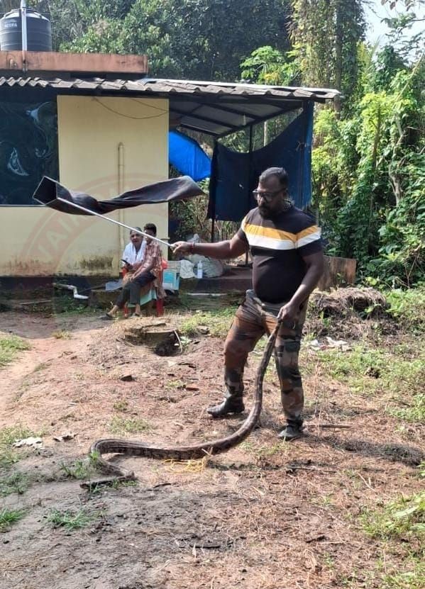 പെരുമ്പാമ്പിനെ പിടികൂടി