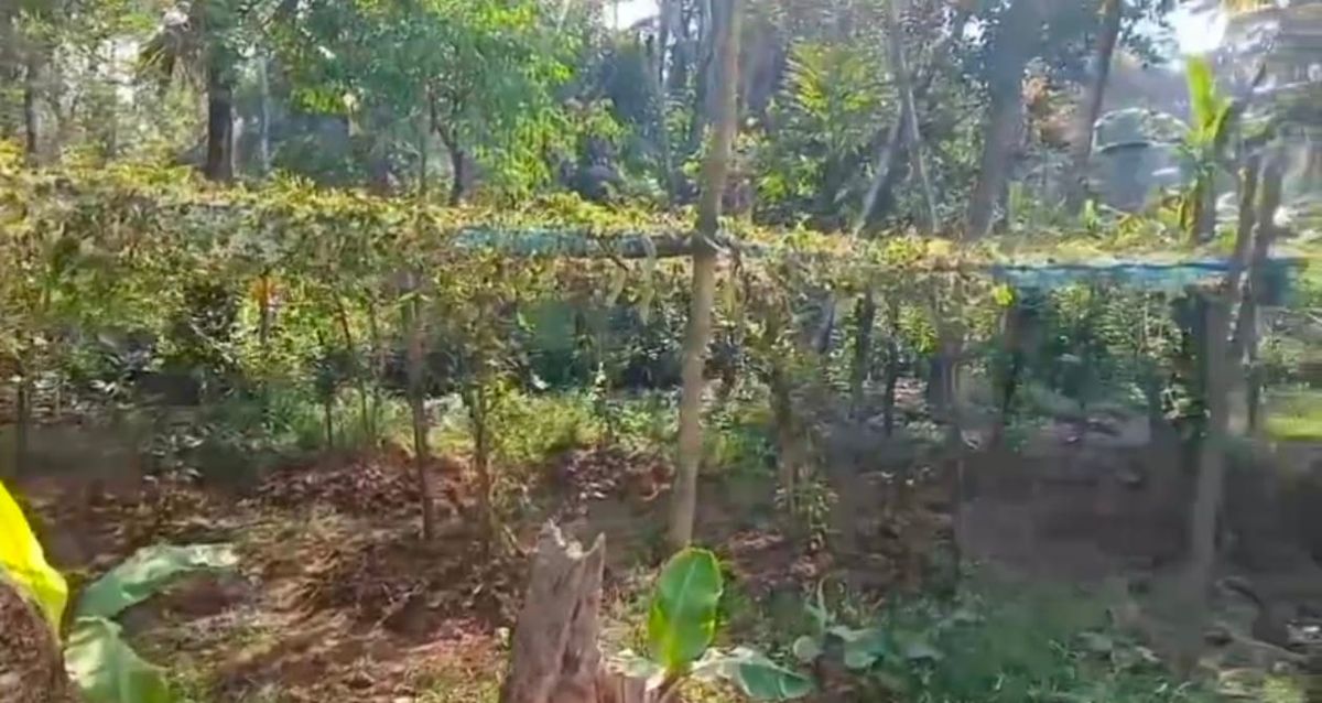 ഓരുവെള്ളം കയറി കൃഷി നശിച്ചു