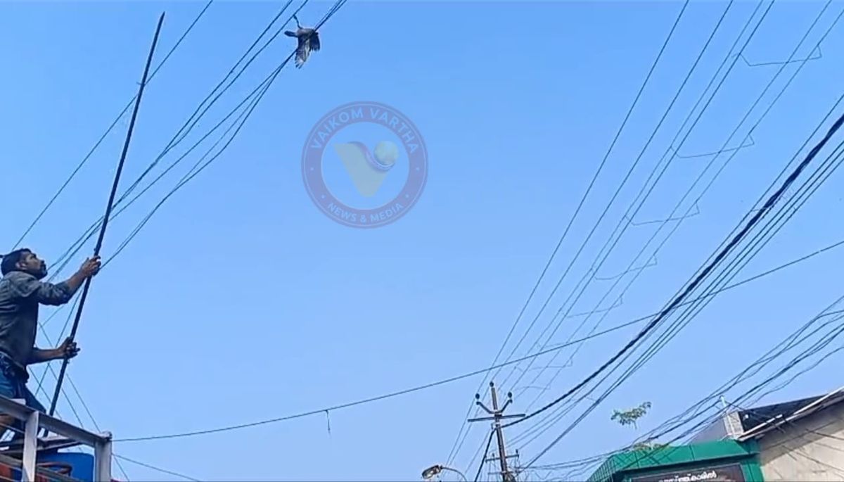 കേബിളിൽ കുടുങ്ങിയ പ്രാവിന് രക്ഷകരായി വ്യാപാരികളും ഓട്ടോ ഡ്രൈവർമാരും