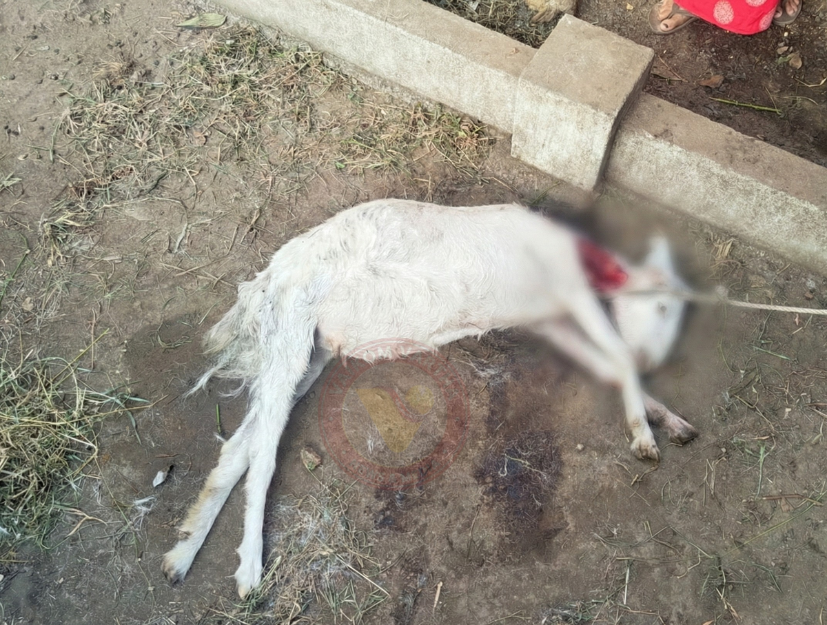 തെരുവുനായ്ക്കൾ ആടിനെ കടിച്ചു കൊന്നു