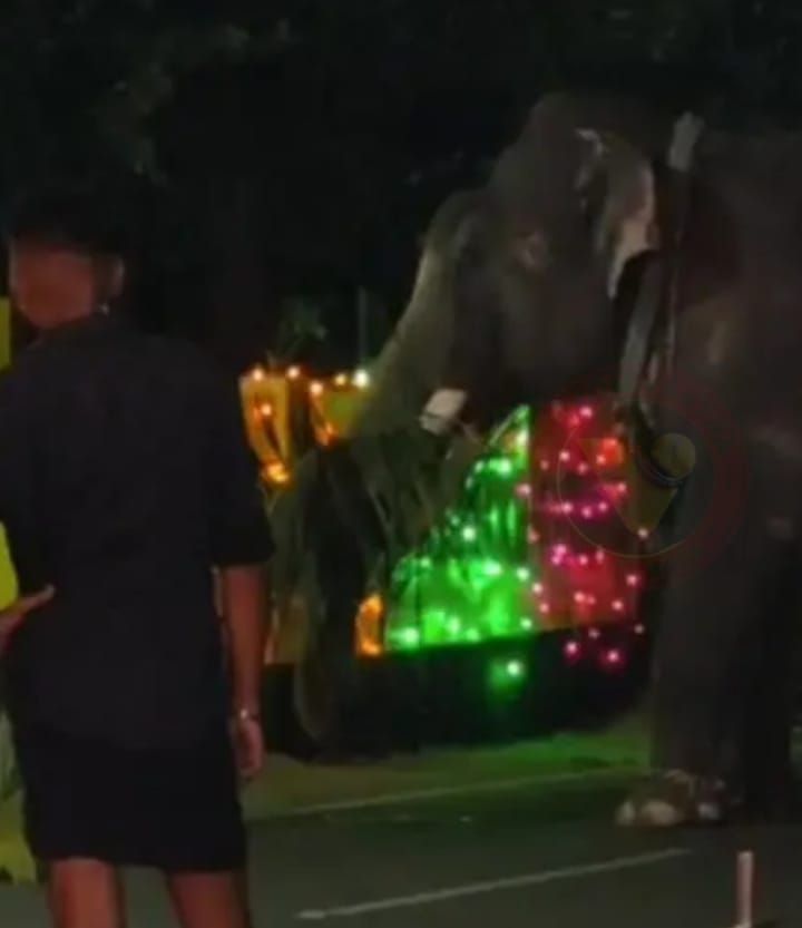 ഉത്സവത്തിന് എത്തിയ ആന പിണങ്ങി