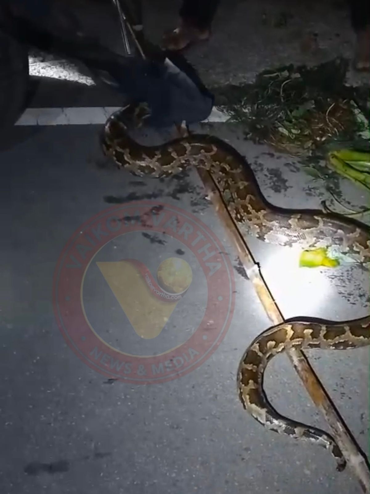 പെരുമ്പാമ്പിനെ പിടികൂടി