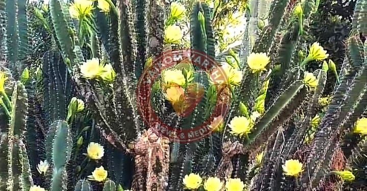 നറു ഗന്ധം പരത്തി കളളിമുൾ ചെടി