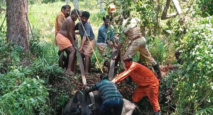 ചതുപ്പിൽ താഴ്ന്ന പശുവിന് രക്ഷകരായി അഗ്നി രക്ഷാസേന