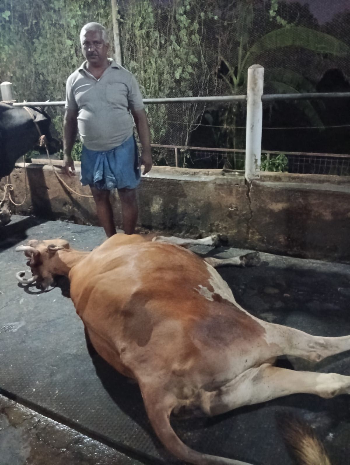 കടുത്ത ചൂടിനെ തുടർന്ന് നാലു മാസം ചെനയുള്ള കറവ പശു ചത്തു