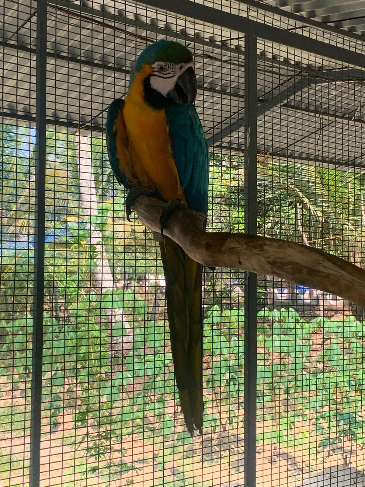 മക്കാവൂ തത്തയെ കാണാതായി