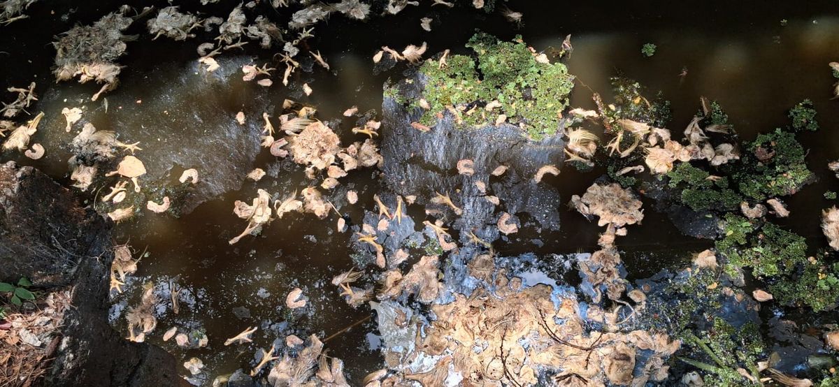 കോഴി വേസ്റ്റ് തള്ളുന്നതായി പരാതി