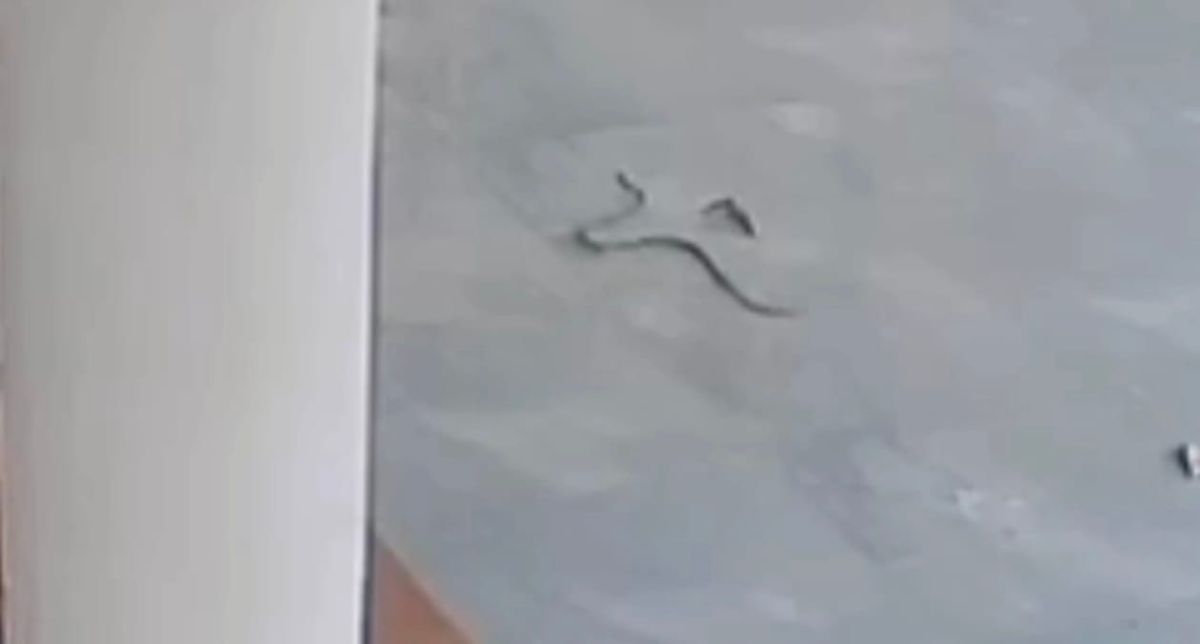 വീടിന്റെ വരാന്തയിൽ പാമ്പ്; വീട്ടുവേലക്കാരി അത്ഭുതകരമായി രക്ഷപെട്ടു