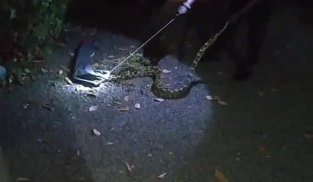 പെരുമ്പാമ്പിനെ പിടികൂടി