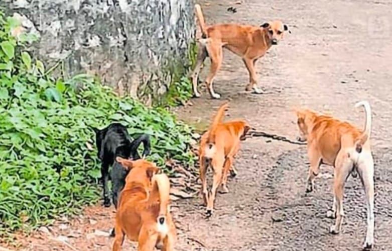 അപകടകാരികളായ നായ്ക്കളെ കൊല്ലാം എന്ന് സുപ്രീംകോടതി വിധി