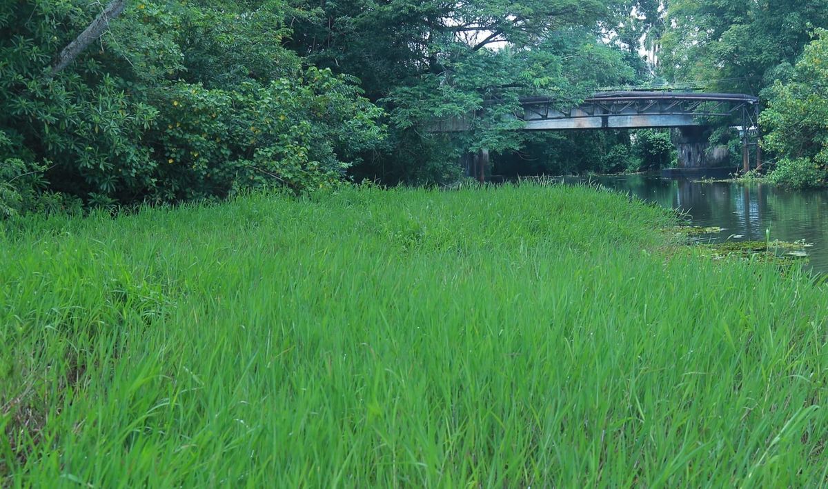 കരിയാറ്റില്‍ നീരൊഴുക്കില്ലാതെ നെല്‍കൃഷി വെള്ളത്തിലായി