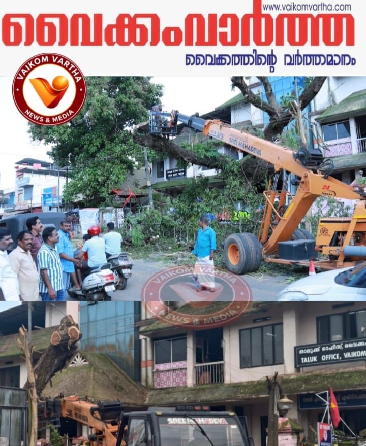 ഓർമയായി വൈക്കത്തെ 'മരമുത്തശ്ശി'; താലൂക്ക് ഓഫീസിന് മുന്നിലെ തണൽമരം വെട്ടിനീക്കി