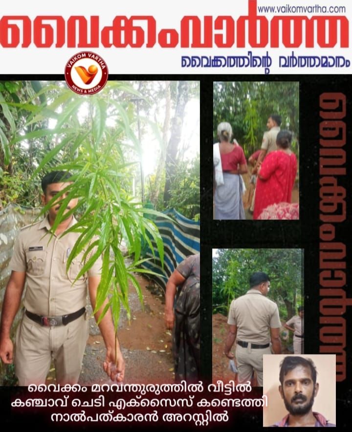 വീട്ടുവളപ്പിൽ കഞ്ചാവ് ചെടി: യുവാവ് അറസ്റ്റിൽ