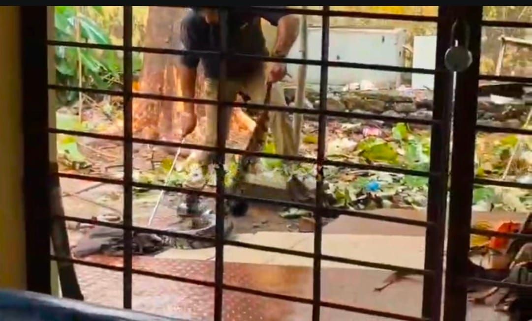 ഈരാറ്റുപേട്ട ഗവൺമെന്റ് മൃഗാശുപത്രി പരിസരത്തു നിന്നും പെരുമ്പാമ്പിനെ പിടികൂടി