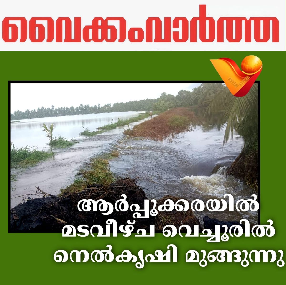 തോട്ടുങ്കൽ പടവിൽ മടവീഴ്ച: വെച്ചൂരിൽ വ്യാപക കൃഷിനാശം