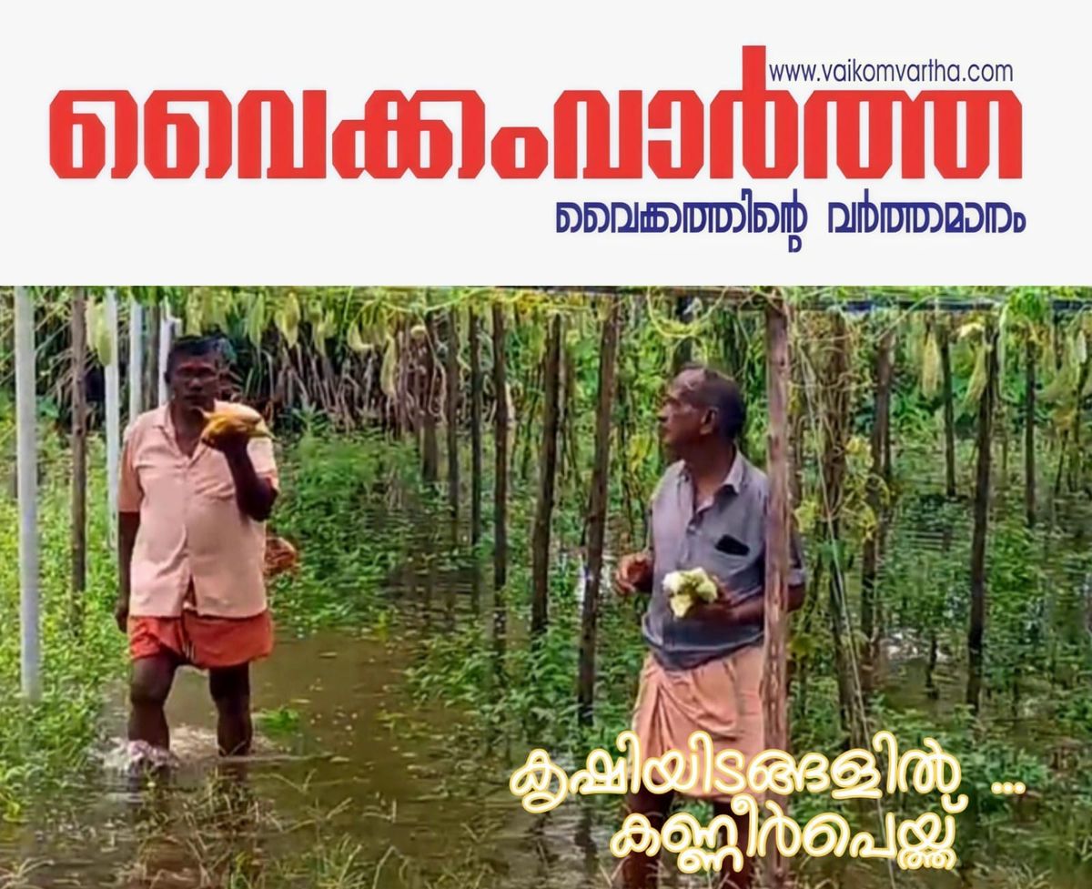 ഓണവിളവെടുപ്പ് സമയത്ത് മഴക്കെടുതി: മറവന്തുരുത്തിൽ കർഷകർക്ക് ലക്ഷങ്ങളുടെ നഷ്ടം