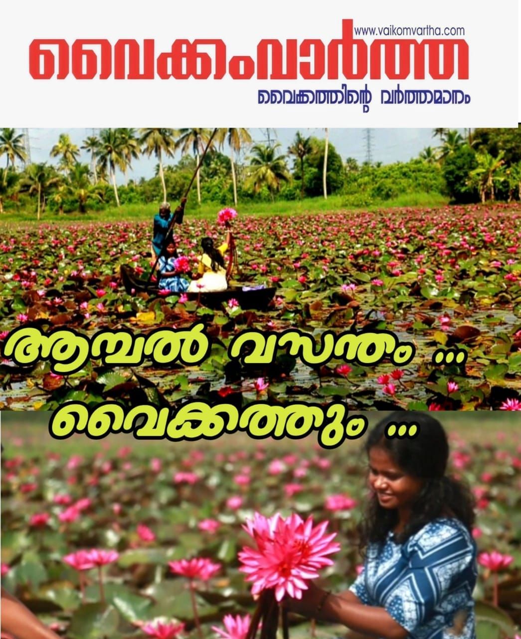മലരിക്കലിനെ വെല്ലുന്ന ആമ്പൽ വസന്തം: സഞ്ചാരികളെ കാത്ത് ഉദയനാപുരത്തെ മാനാപ്പള്ളി പാടം