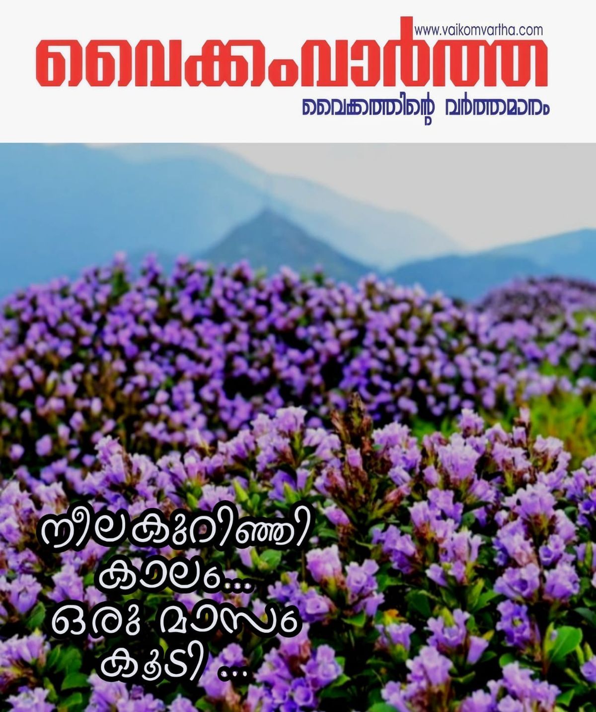 12 വർഷത്തിൽ ഒരിക്കൽ എത്തുന്ന മായാവസന്തം: മൂന്നാർ കാഴ്ചകളും യാത്രാ വിവരങ്ങളും