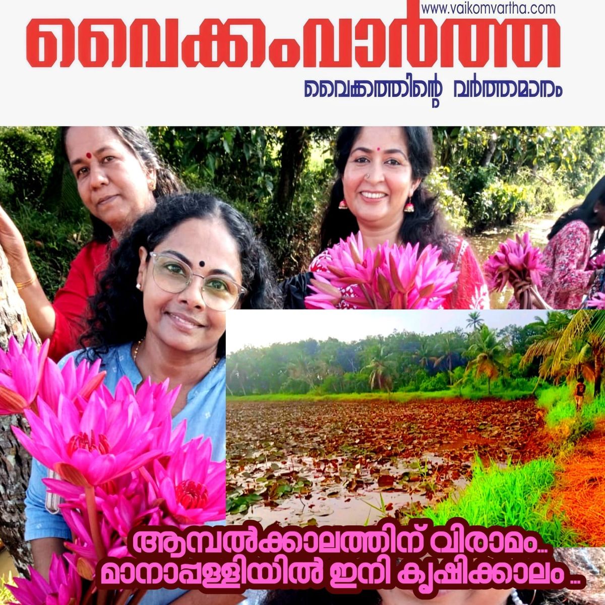 മാനാപ്പള്ളി പാടത്ത് ആമ്പൽ വസന്തത്തിന് വിട: ഇനി സ്വർണ്ണക്കതിരിന്റെ പ്രതീക്ഷ