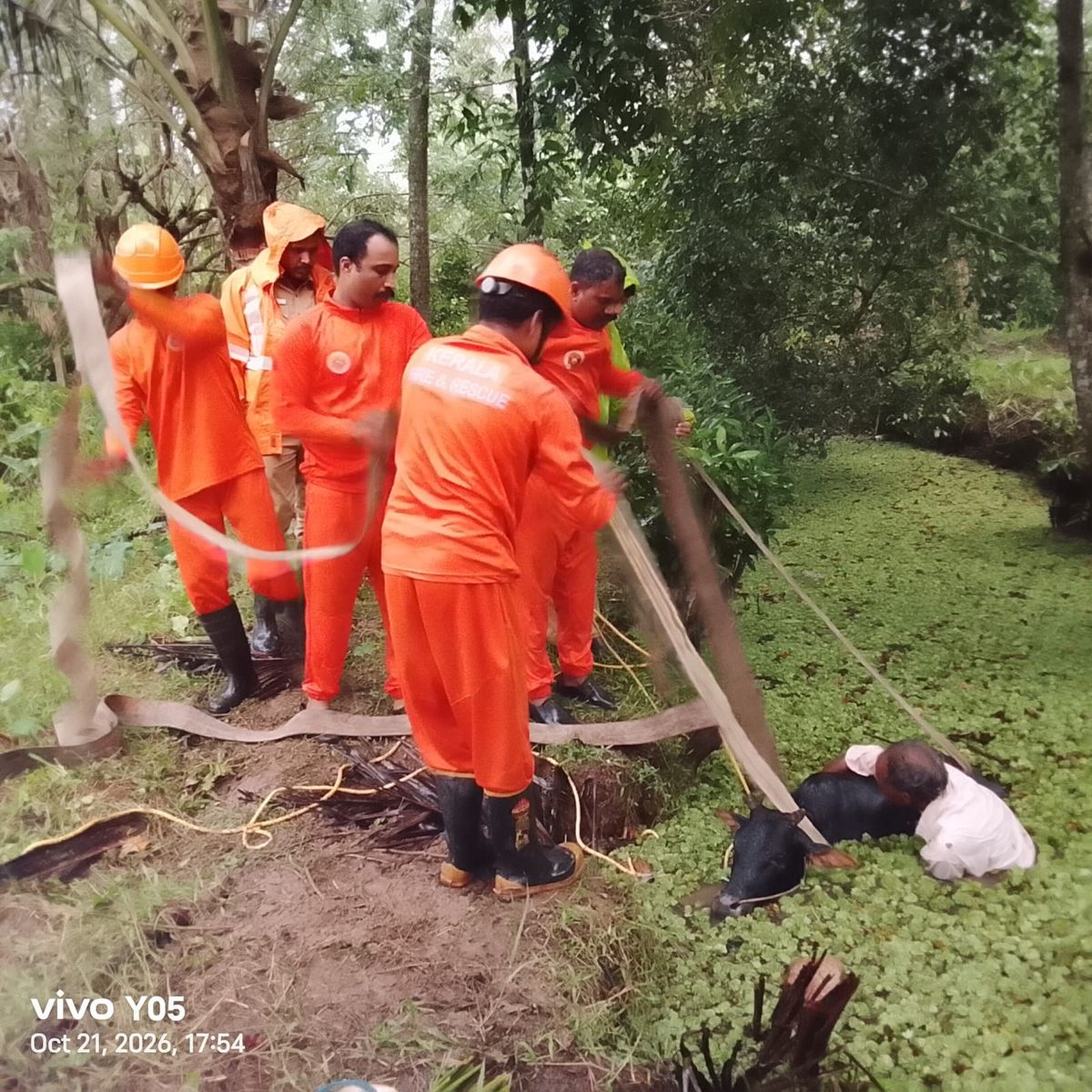 തോട്ടിൽ വീണ പശുവിനെ ഫയർ ഫോഴ്‌സ് രക്ഷപ്പെടുത്തി