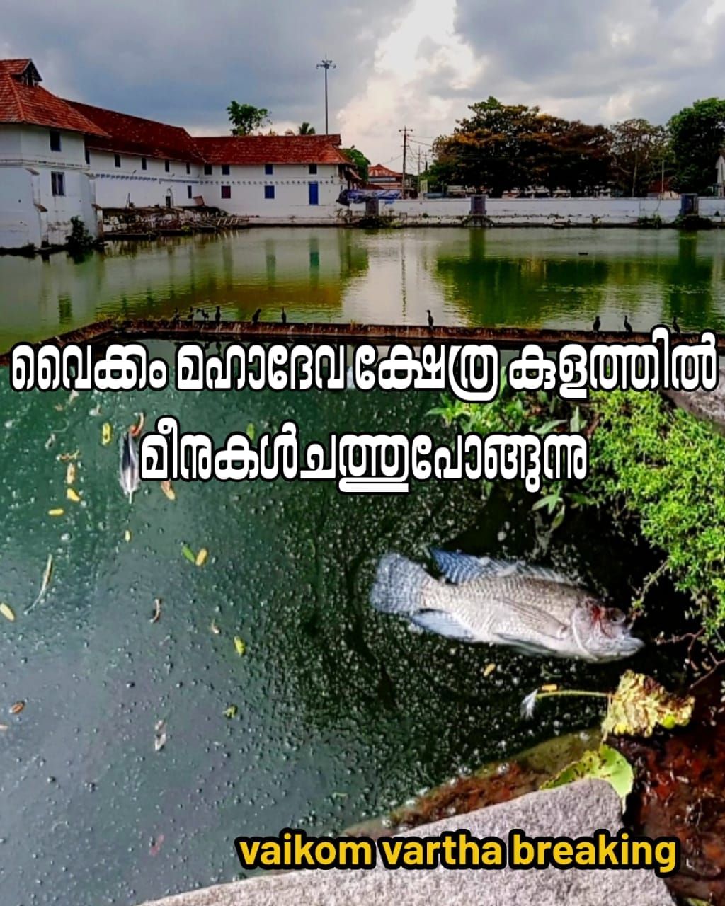 വൈക്കം ക്ഷേത്രക്കുളത്തിൽ മീനുകൾ ചത്തുപൊങ്ങിയിട്ടും തിരിഞ്ഞുനോക്കാതെ ദേവസ്വം ബോർഡ്; വ്യാപക പ്രതിഷേധം