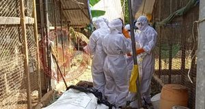 പക്ഷിപ്പനി: വൈക്കത്ത് കോഴികളുടെ കളളിംഗ് തുടങ്ങി