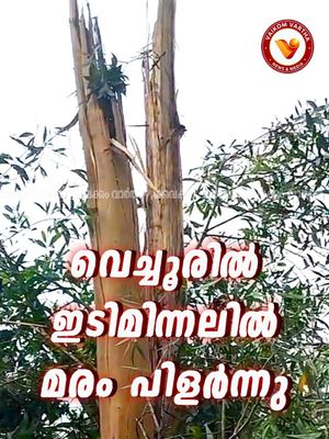 വെച്ചൂരിൽ ഇടിമിന്നലിൽ മരം നെടുകെ പിളർന്നു വീണു, ആളപായമില്ല