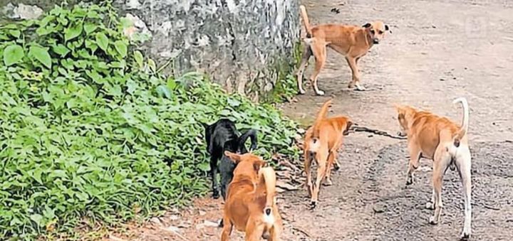 വൈക്കത്ത് നിരവധി നായ്ക്കളെ കടിച്ച തെരുവ് നായ ചത്തു: പേവിഷ ബാധയെന്ന് സംശയം.