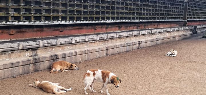 തെരുവു നായ ശല്യം രൂക്ഷം: വൈക്കം മഹാദേവ ക്ഷേത്രത്തിൽ എത്തുന്ന ഭക്തജനങ്ങൾ ഭീതിയിൽ