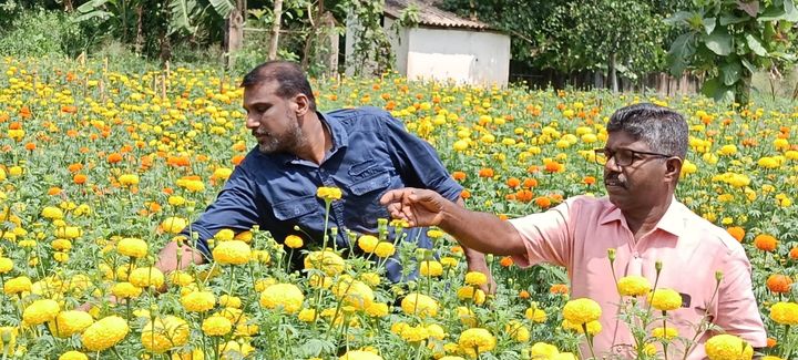 കൃഷി നാടിൻ്റെ സംസ്കാരമാക്കി ഗ്രാമ പഞ്ചായത്ത് ജീവനക്കാർ: ബന്ദിപൂ കൃഷിയിലും വിജയഗാഥ