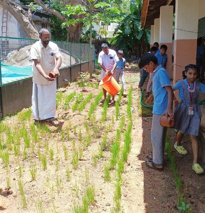 നല്ല കൃഷിപാഠങ്ങൾ പകർന്ന് മറവന്തുരുത്തിലെ കര നെൽക്കൃഷി