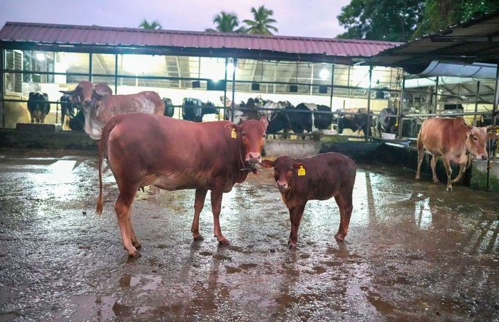 വെച്ചൂര്‍ പശുക്കളുടെ സംരക്ഷണ കേന്ദ്രം വൈക്കത്ത് ആരംഭിക്കുന്നു