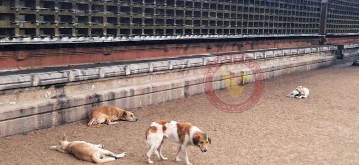 മഹാദേവക്ഷേത്രത്തിൽ തെരുവ് നായ ആക്രമണം