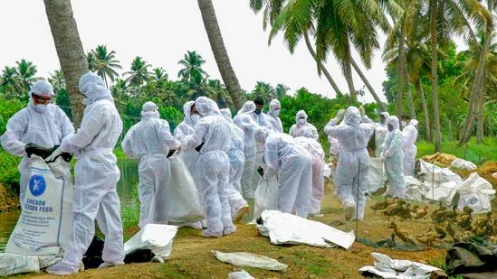പക്ഷിപ്പനി: വ്യാപനം തടയാൻ പക്ഷികളെ കൊന്നൊടുക്കും