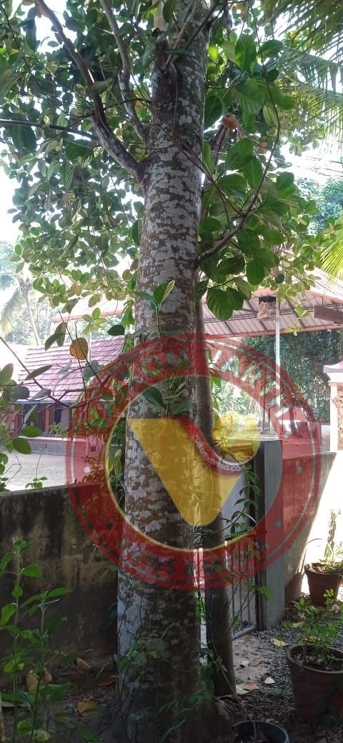 വടക്കുപുറത്ത് ​ദേശഗുരുതി  ഫെബ്രുവരി 6 ന്