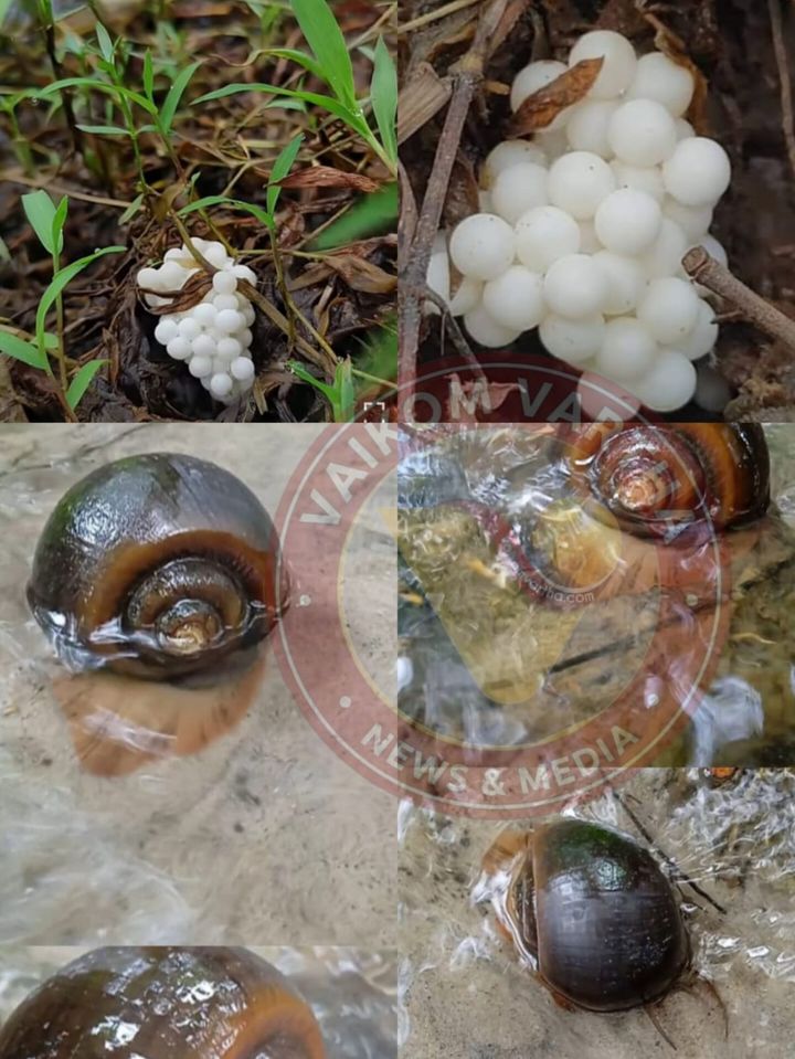 ഞൗണിക്ക! കാണാനുണ്ടൊ ഈ ജീവിയെ