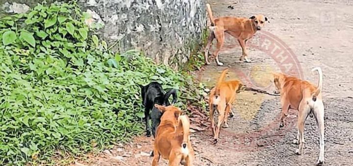 ചെമ്പില്‍ തെരുവു നായയുടെ ആക്രമണത്തില്‍ മൂന്ന് പേര്‍ക്ക് പരിക്ക്