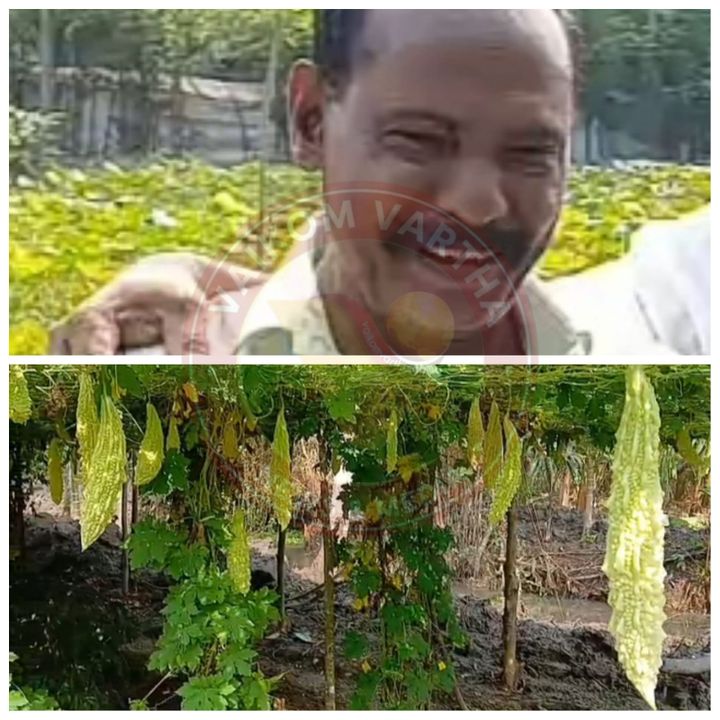 പാവൽ കൃഷിയിൽ നൂറുമേനി കൊയ്ത് രാജപ്പൻ