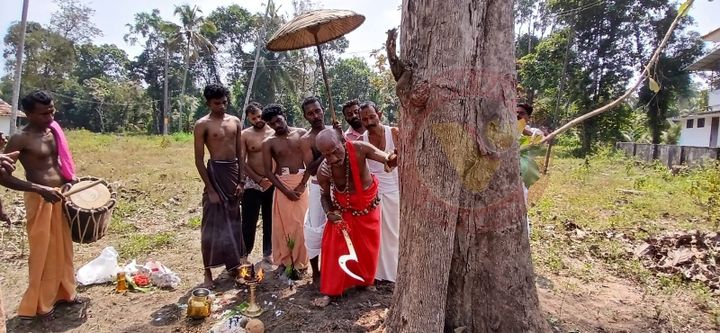 അറ്റുപോയ ആചാരത്തിന് അനുഗ്രഹത്തുടർച്ച; ആറ്റുവേലച്ചാടിന് തേക്കുമരം സമർപ്പിച്ചു