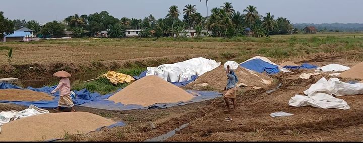 അപ്രതീക്ഷിതമായി പെയ്ത വേനൽമഴ കർഷകർക്ക് കനത്ത പ്രഹരമായി