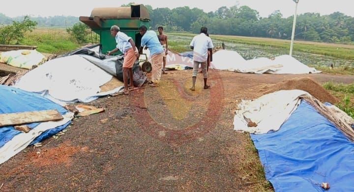 സ്വകാര്യമില്ലുകളുടെ ചൂഷണം : നെൽകർഷകർ ദുരിതത്തിൽ