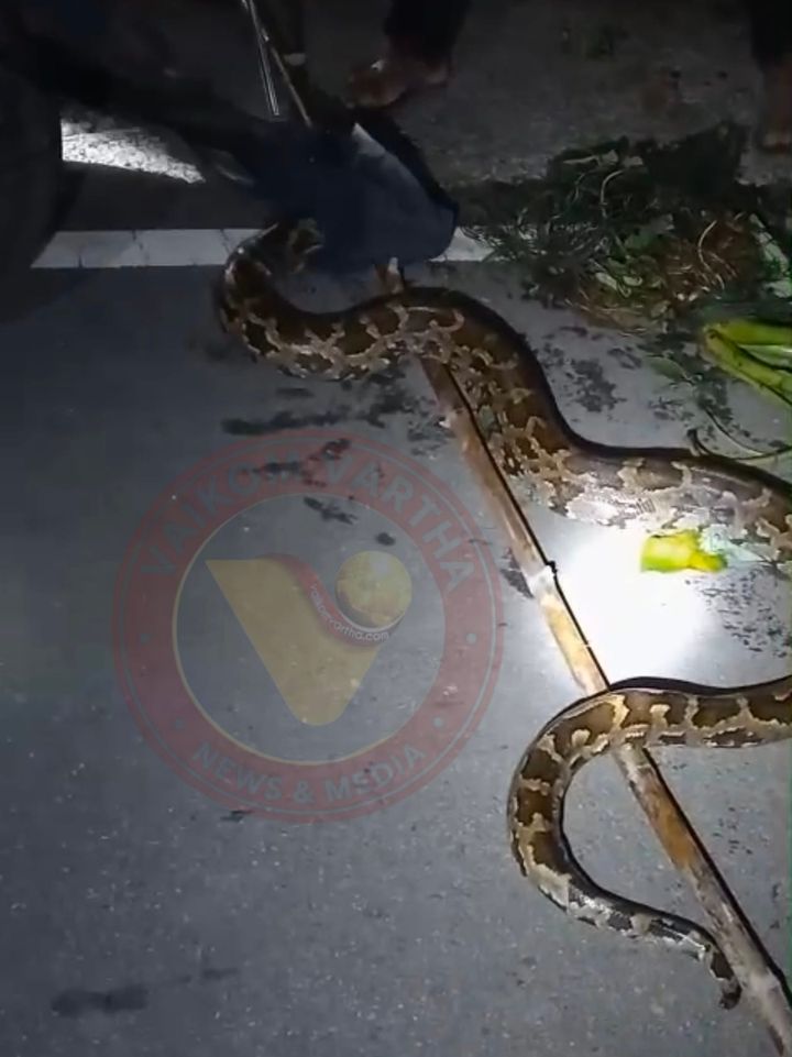 പെരുമ്പാമ്പിനെ പിടികൂടി