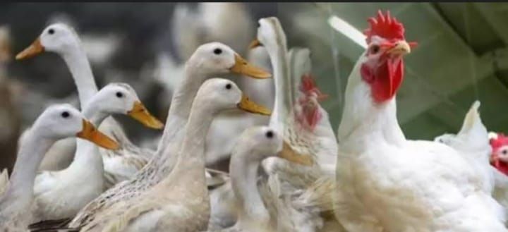 ആലപ്പുഴയിൽ പക്ഷിപ്പനി സ്ഥിരീകരിച്ചു