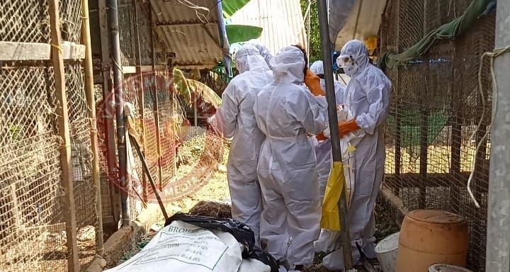 പക്ഷിപ്പനി: വൈക്കത്ത് കോഴികളുടെ കളളിംഗ് തുടങ്ങി