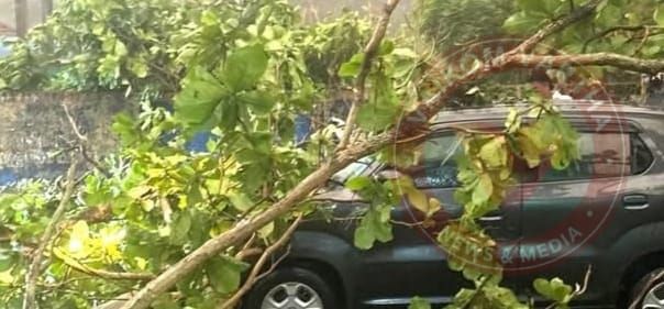 ഓടിക്കൊണ്ടിരുന്ന കാറിന് മുകളിൽ മരം ഒടിഞ്ഞു വീണു