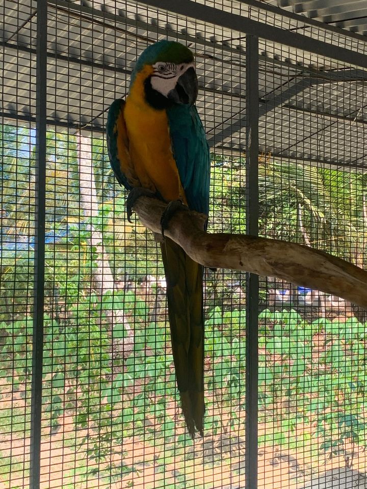 മക്കാവൂ തത്തയെ കാണാതായി