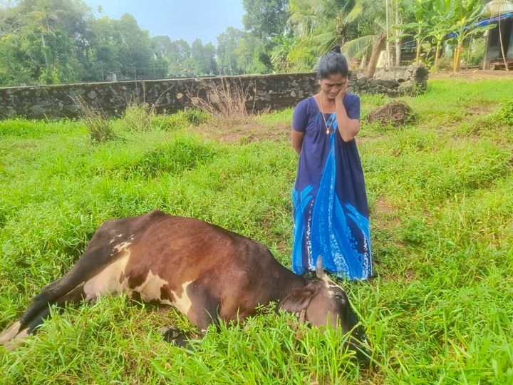 വെള്ളൂരിൽ കറവപശു മരിച്ച നിലയിൽ