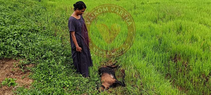 തെരുവുനായ്ക്കൾ ആടിനെ കടിച്ചു കൊന്നു