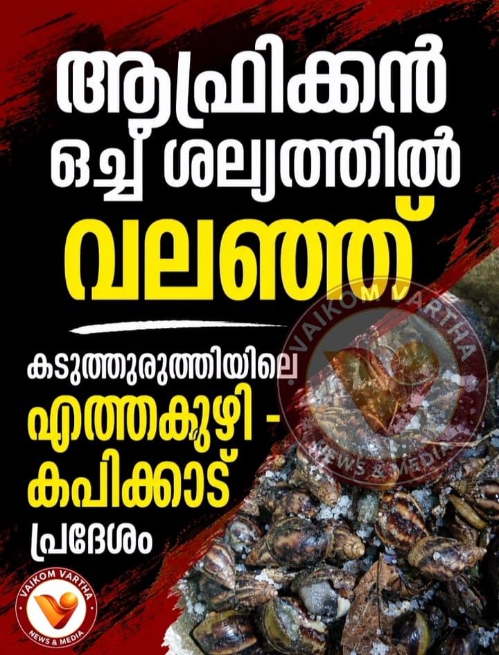 കടുത്തുരുത്തിയിൽ ആഫ്രിക്കൻ ഒച്ച് ശല്യം അതിരൂക്ഷമാകുന്നു